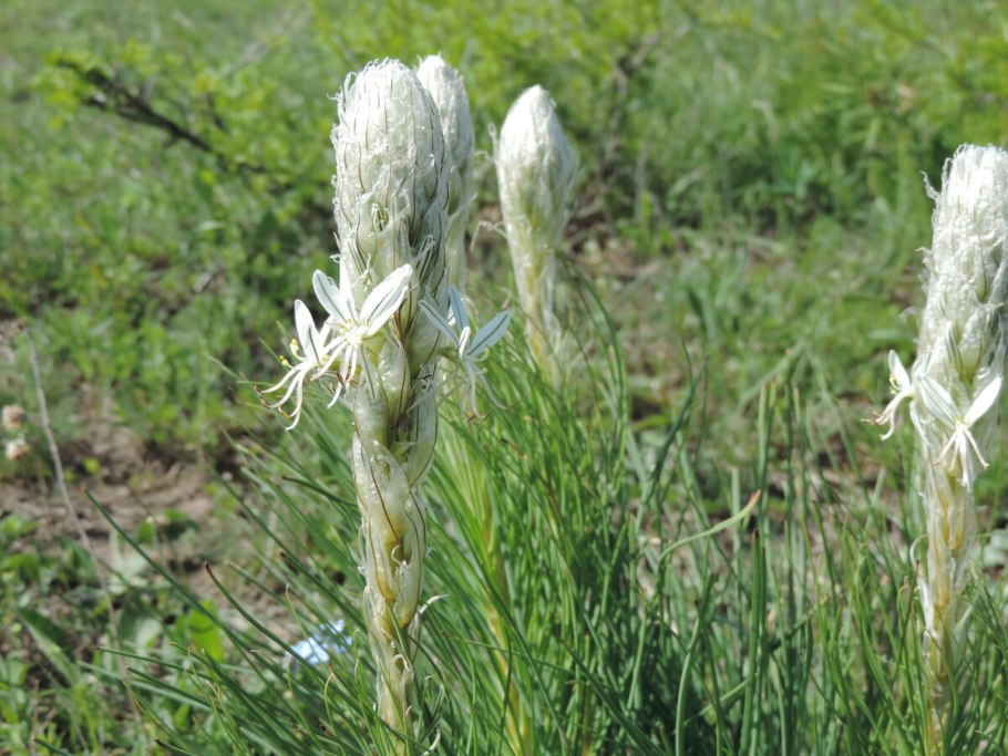 Асфоделину крымскую