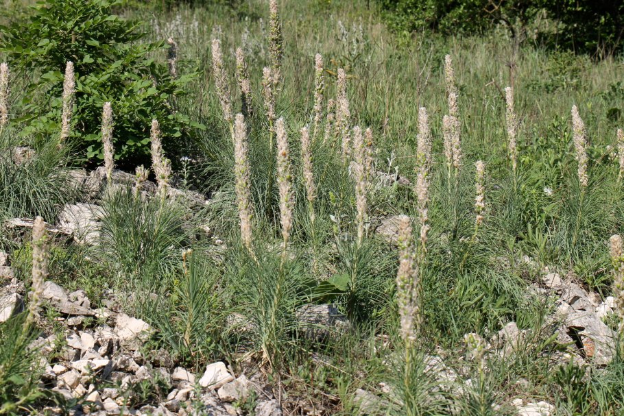 Асфодель Гарри Поттер