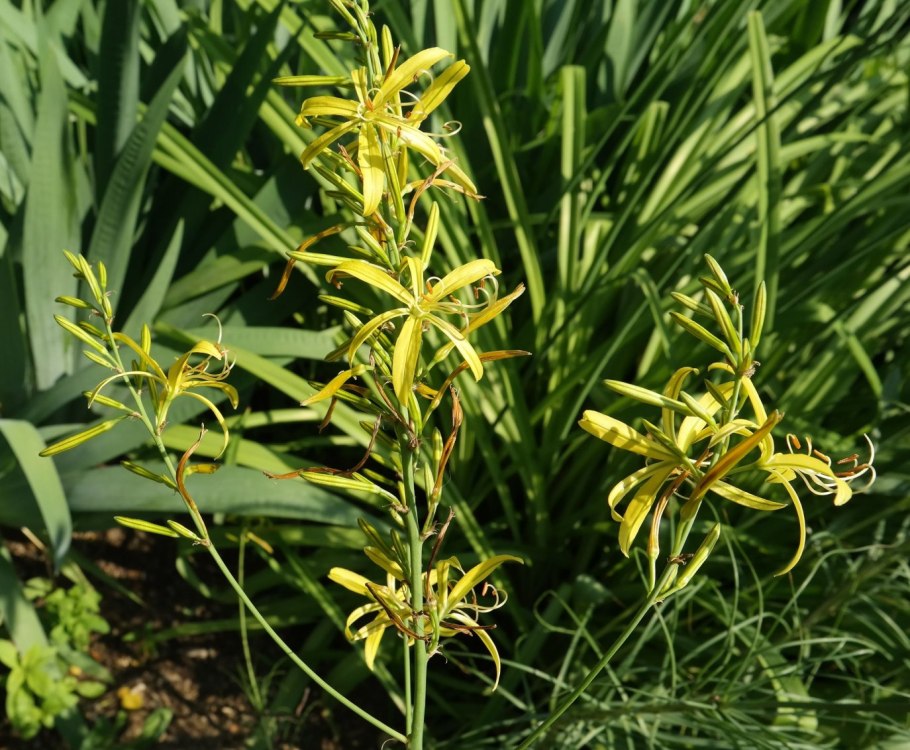 Asphodeline liburnica