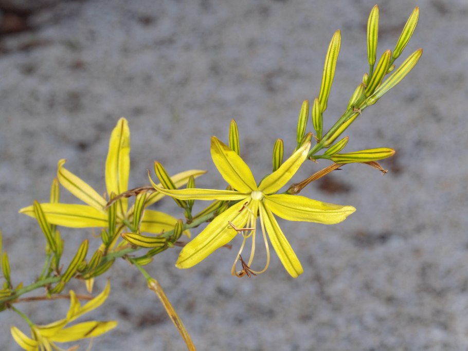Asphodeline liburnica