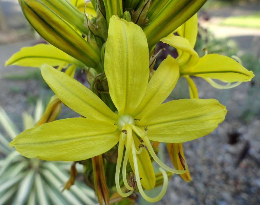 Асфоделина тонкая