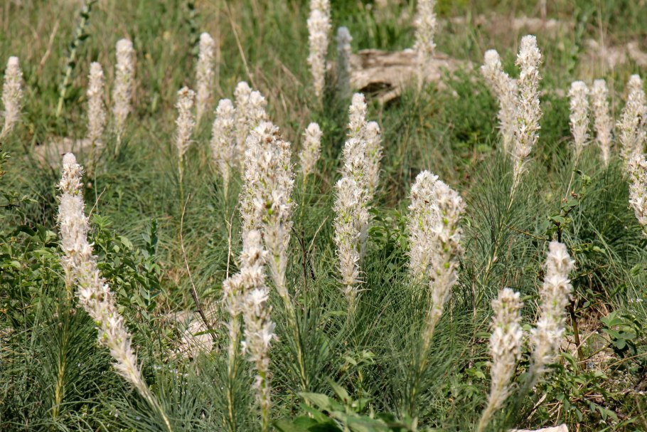 Цветок асфоделя