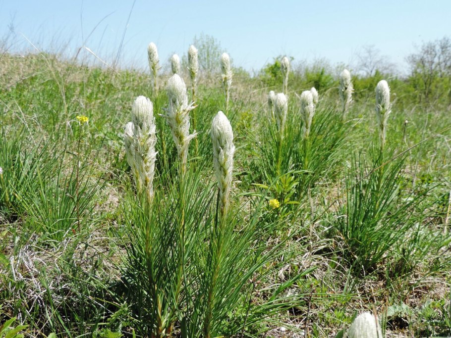 Асфоделус белый