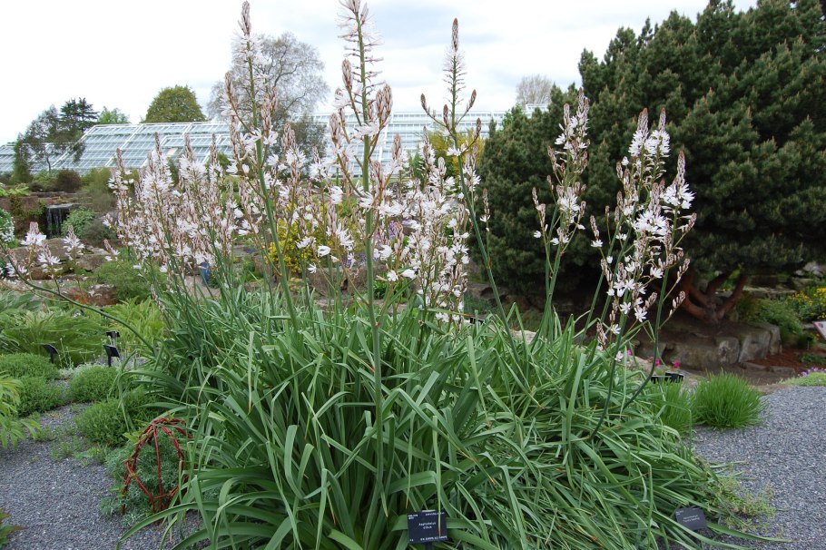 Асфоделина Крымская