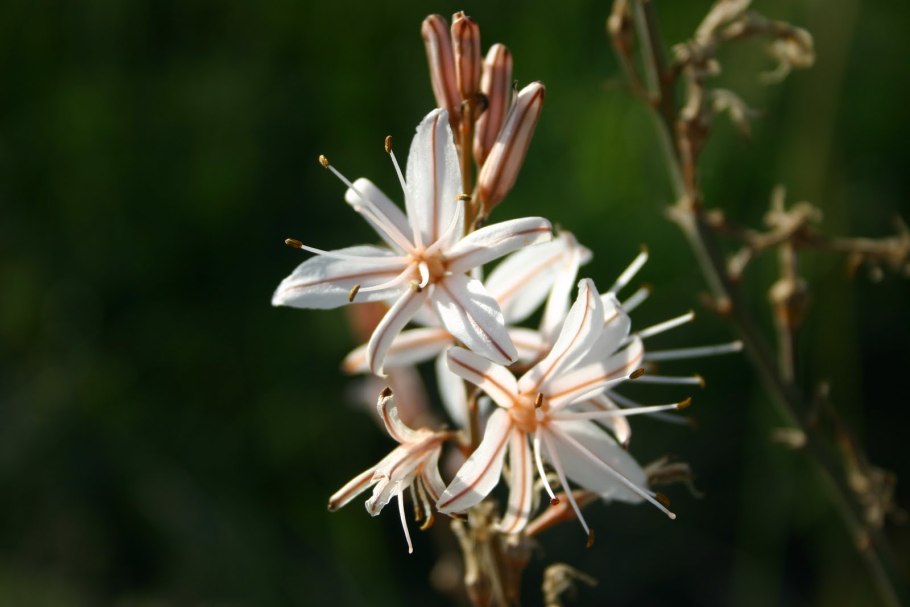 Растения Крыма Асфоделина