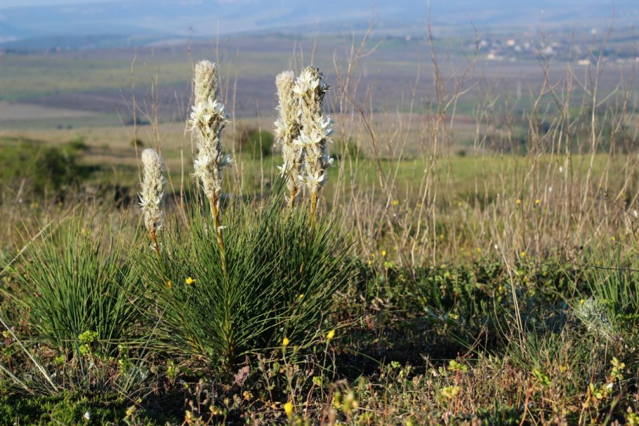 Асфоделина Крымская
