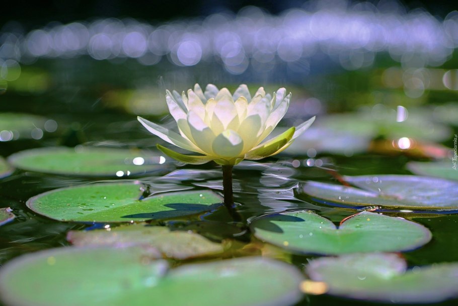 Water Lily White