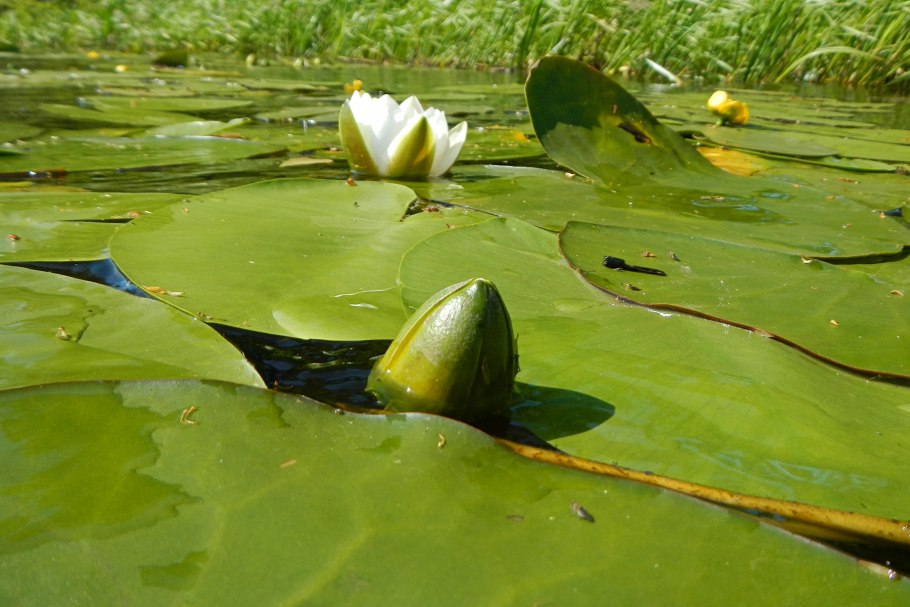 Тропические кувшинки