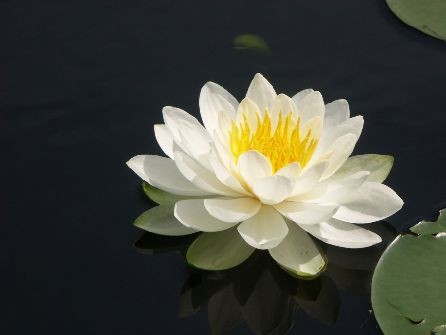 Длинное водное растение с цветком и листьями