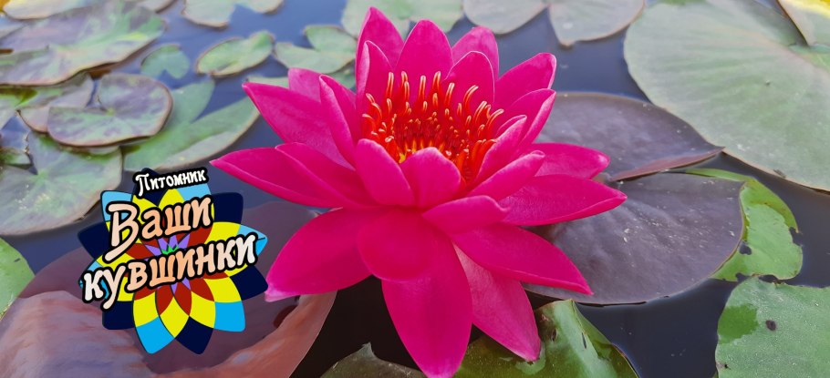 Кувшинка Удмуртии