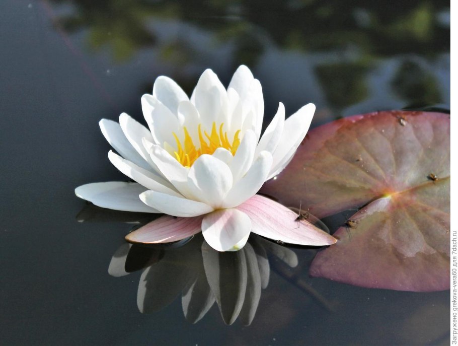 Кувшинка белая Алтайский край