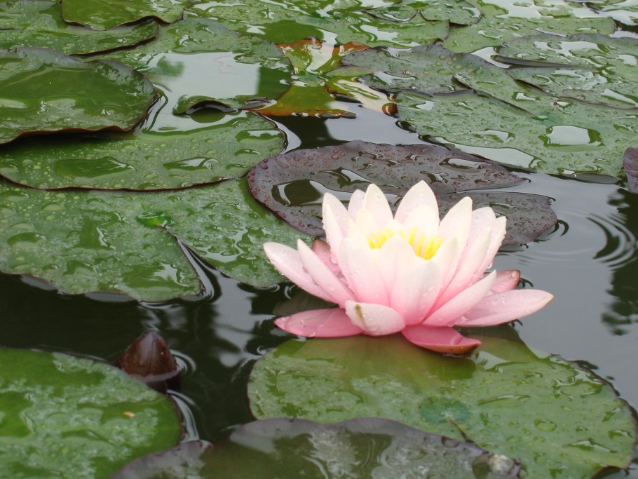 Кувшинка Греция