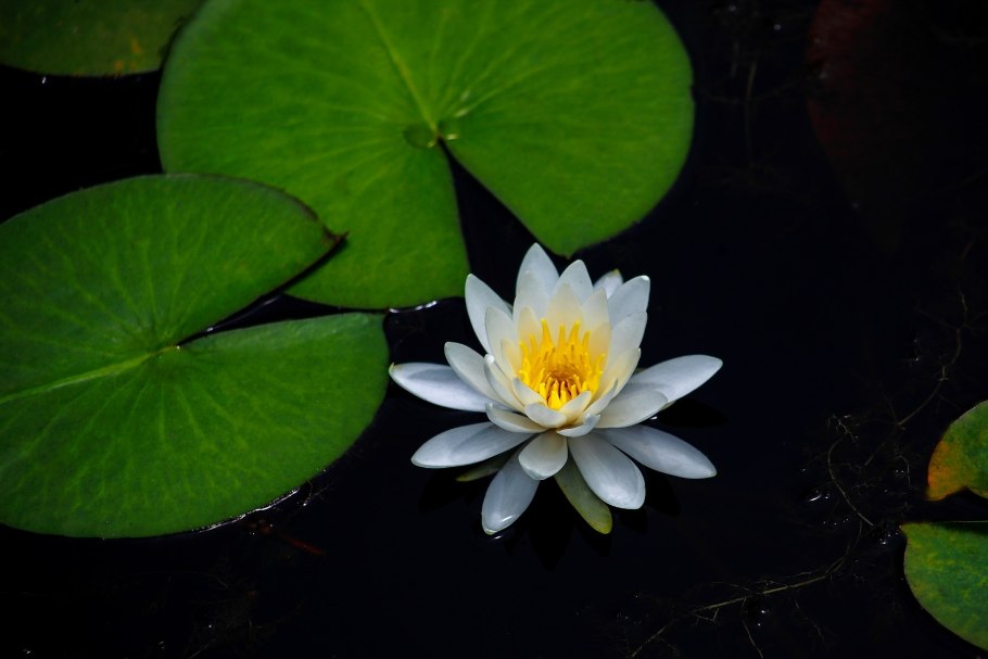 Лотос на белом фоне