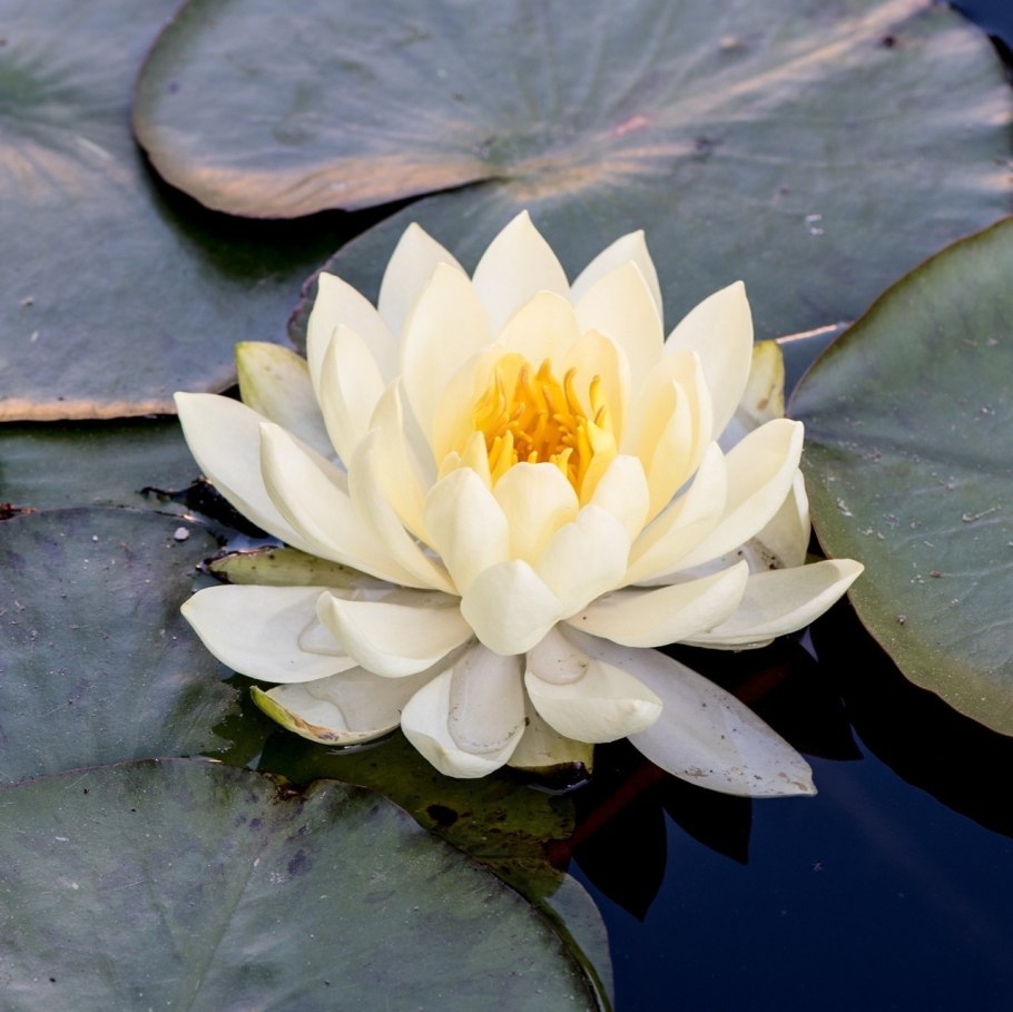 Рыбинское водохранилище Лотосы лилии кувшинки