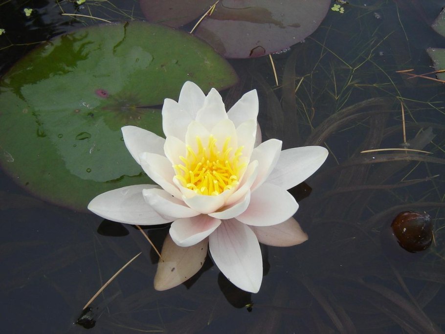 Кувшинка белоснежная (Nymphaea Candida)