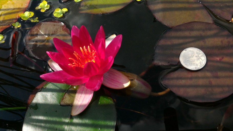 Нилуфар Гули