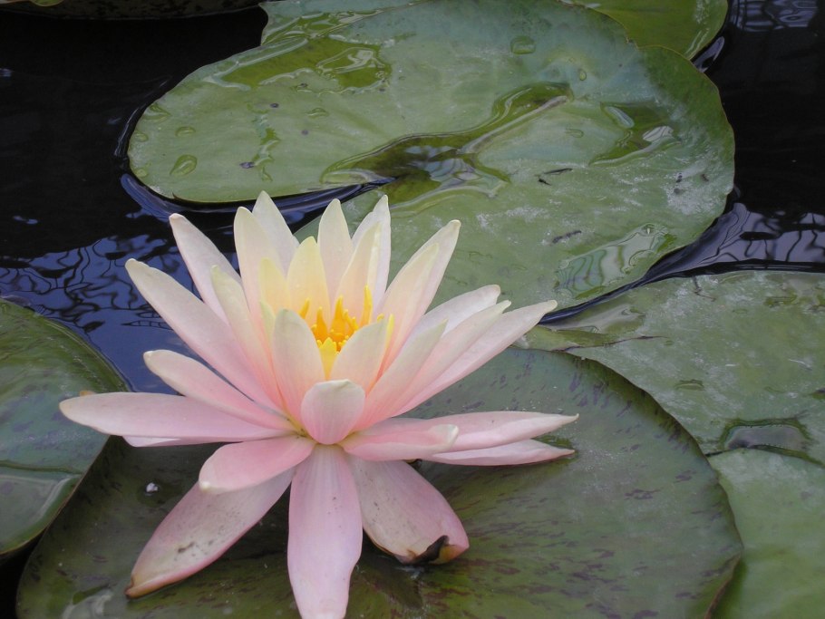 Алантос цветок