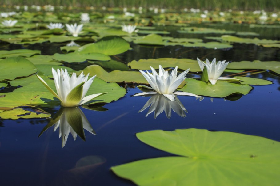 Кувшинка Речная