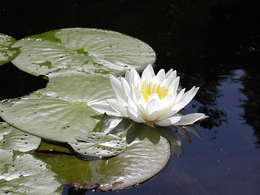 Позиция 3 микрорайон кувшинка Чебоксары