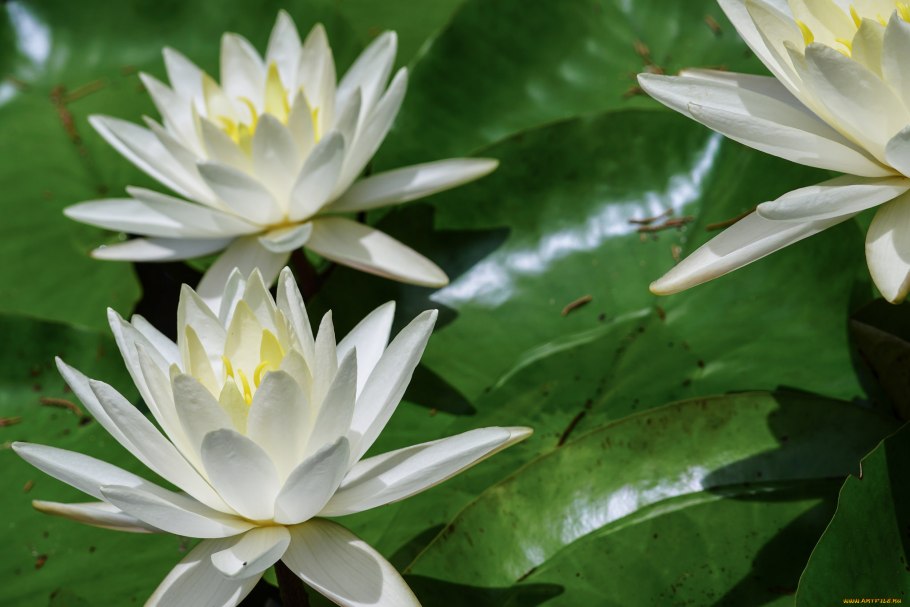 Лист кувшинки