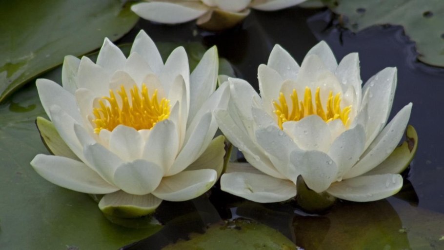 Кувшинки это ксерофиты