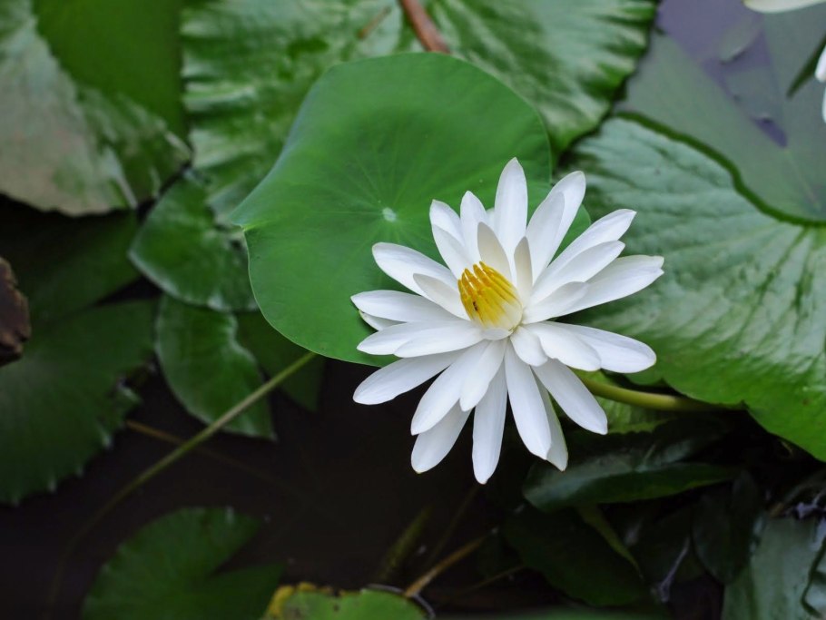 Тропическая нимфея в тазу