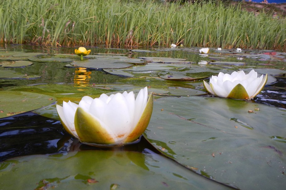 Лилия Лотус куин