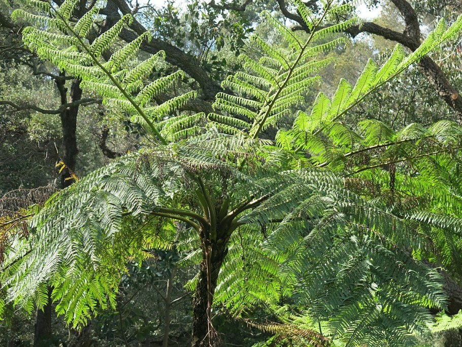 Древовидный папоротник Циатея