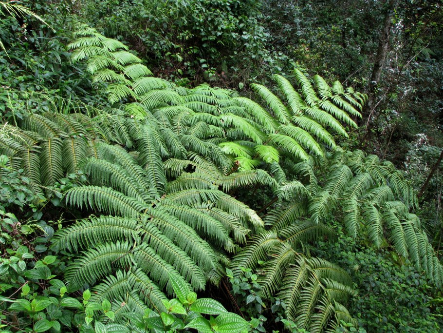 Древовидный папоротник циботиум