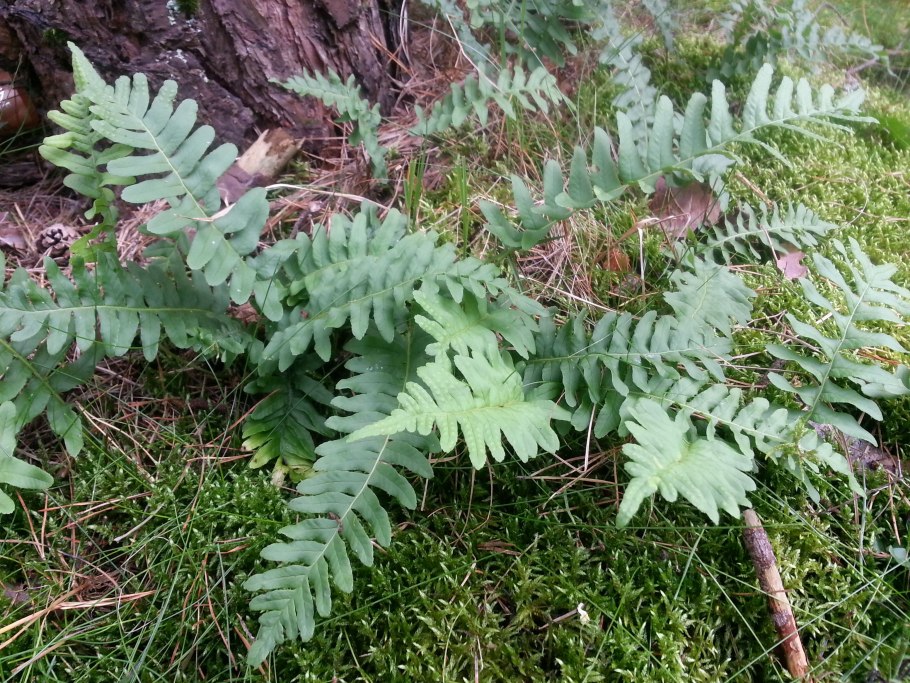 Папоротник многоножка Полиподиум