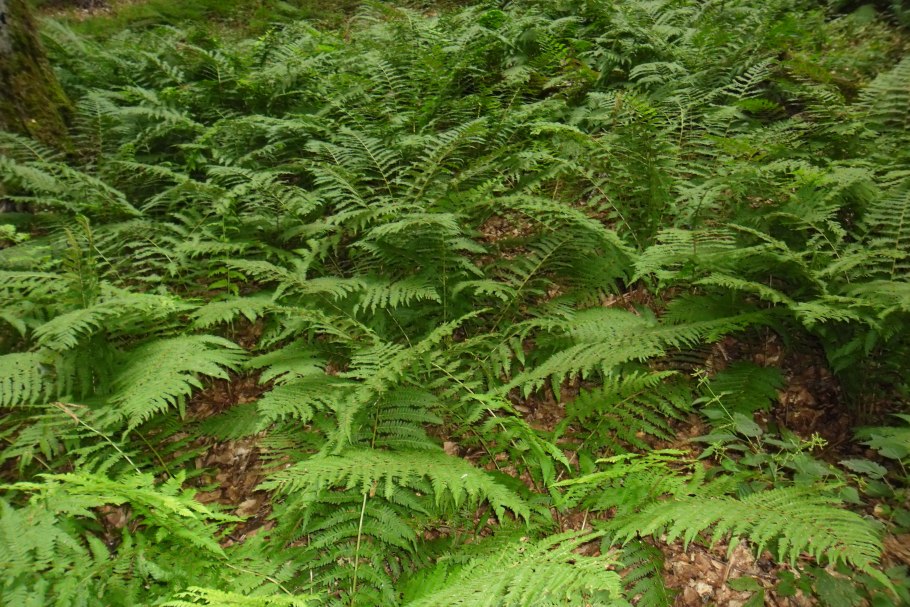 Поляна папоротника