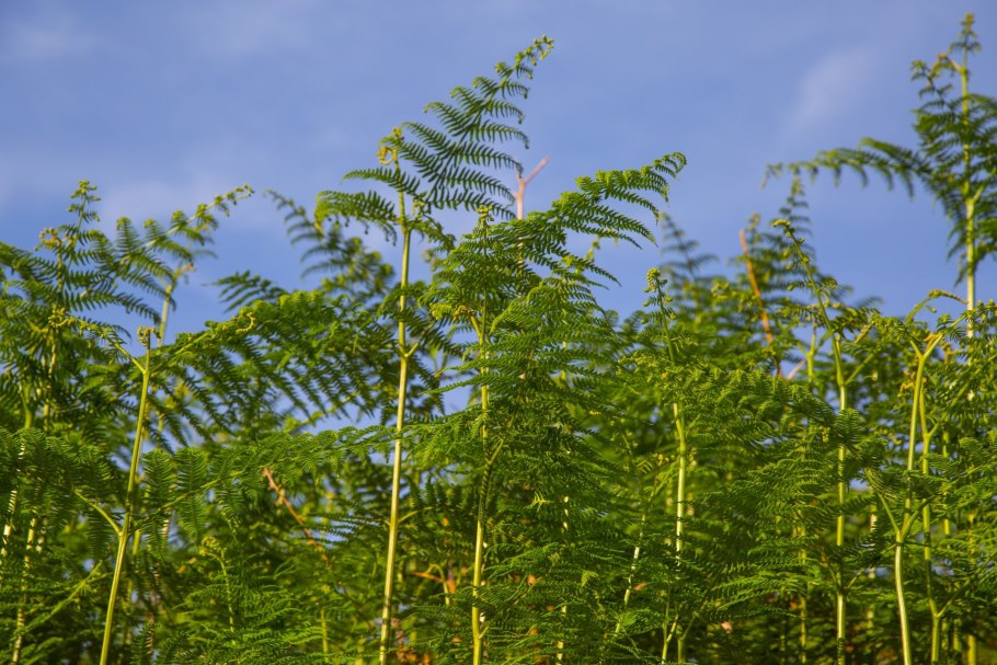 Папоротник Вьетнам