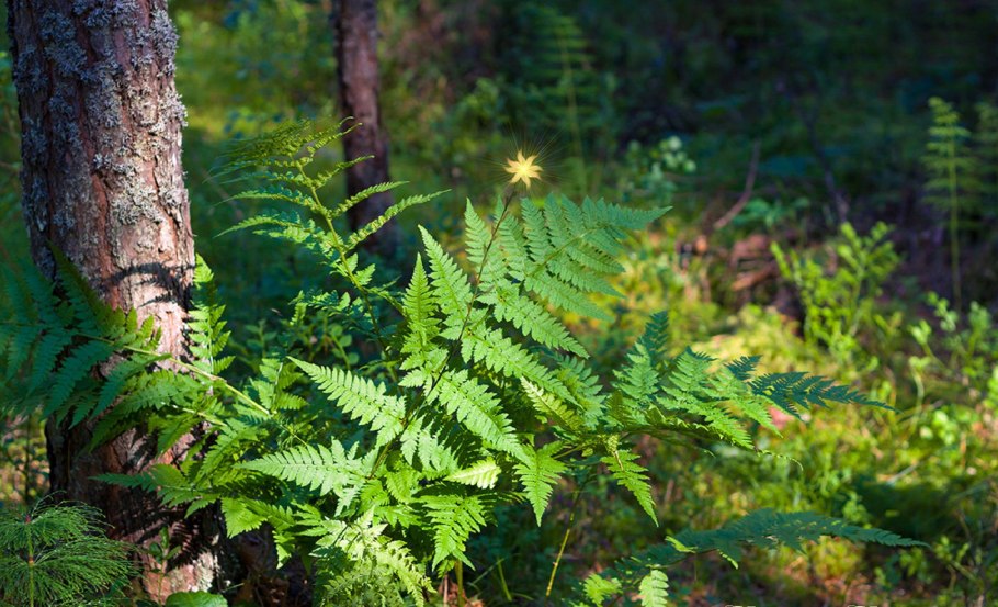 Лосиный остров папоротник