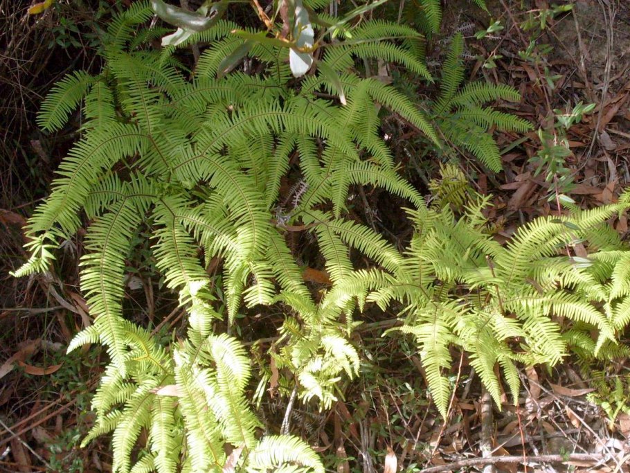 Папоротник Веерообразный