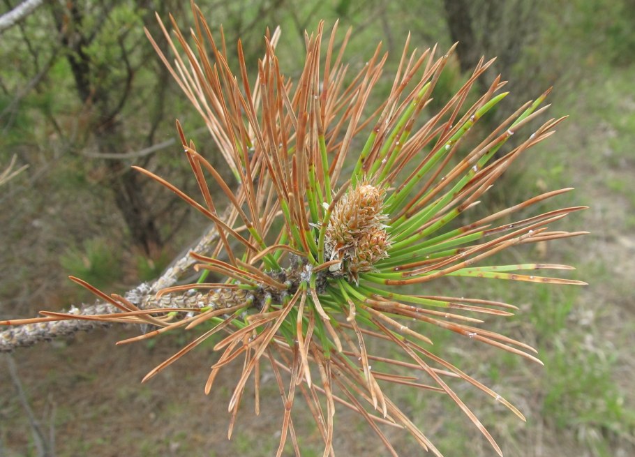 Пожелтение хвои сосна Горная