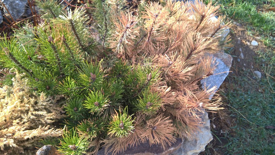 Снежное Шютте можжевельника