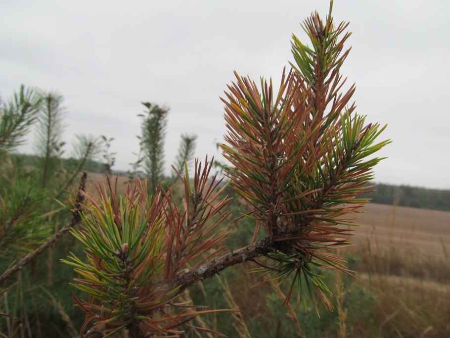 Шютте лиственницы (Мериоз)