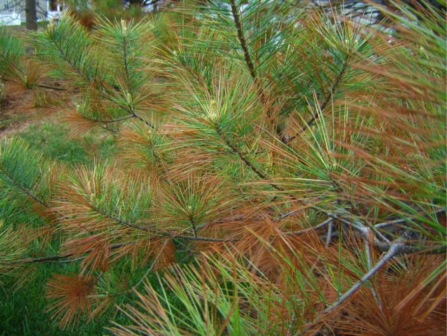 Пузырчатая ржавчина сосны Веймутова