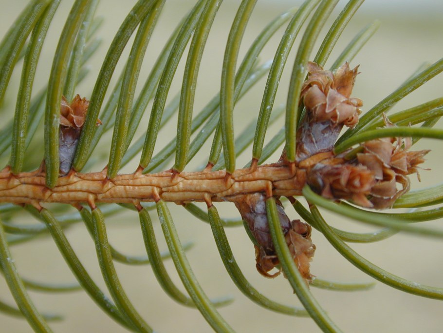 Сосна с желтой хвоей