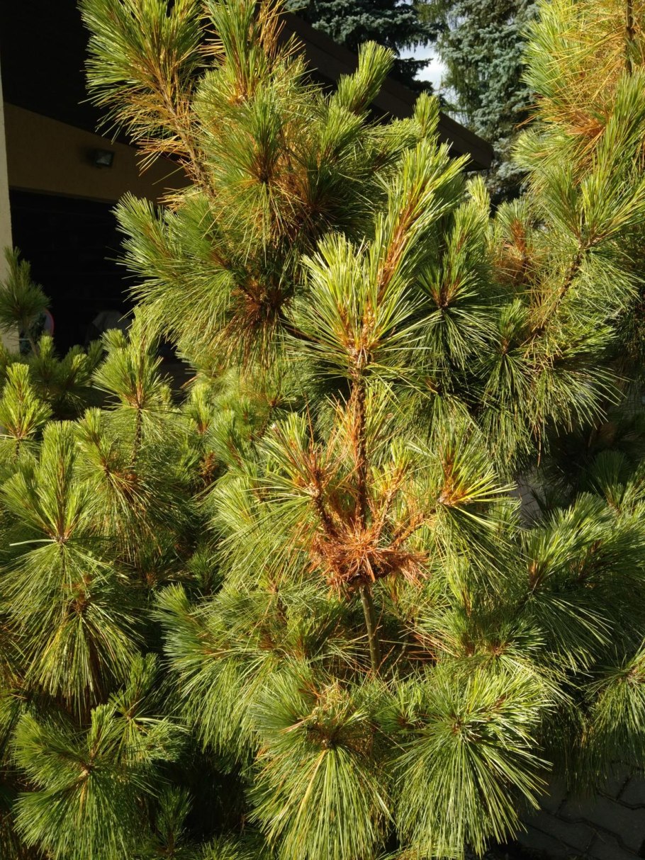 Шютте сосны Веймутова