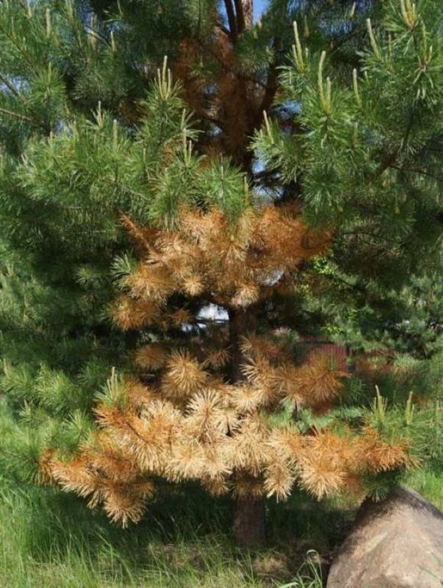 Шютте сосны веймутовой сосны