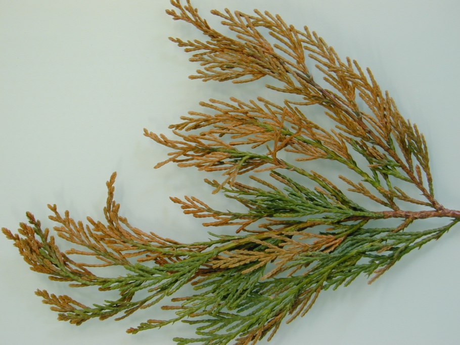 Pinus Sylvestris Aurea