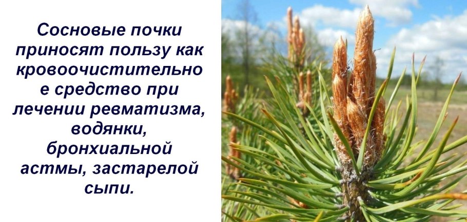 Обыкновенное Шютте сосны