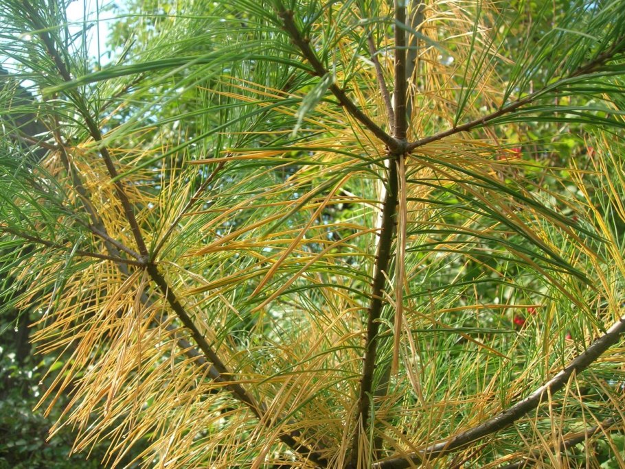 Шютте лиственницы