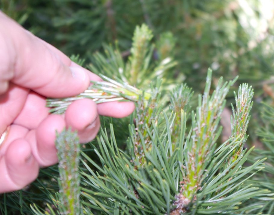 Хвоинки сосны обыкновенной
