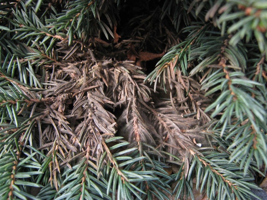 Сосновые иголки желтые