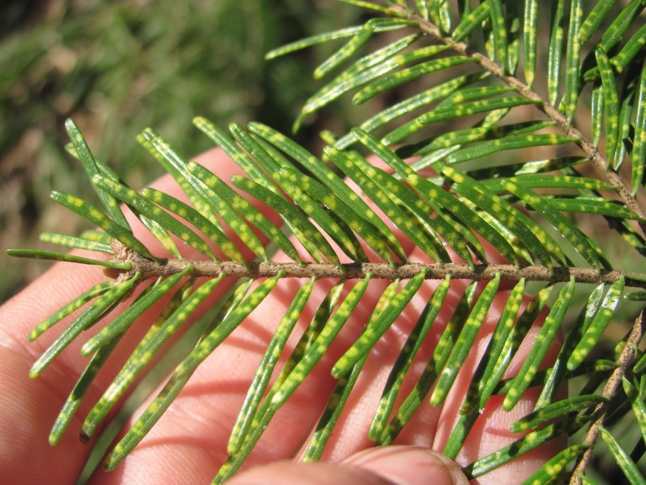 Ель обыкновенная Шютте