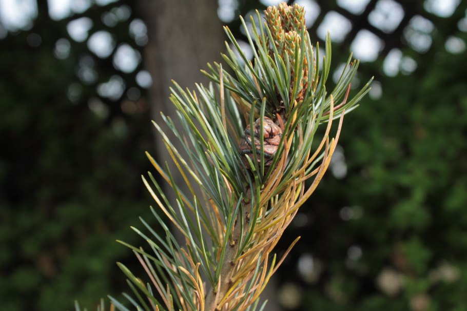 Шютте хвойных туя