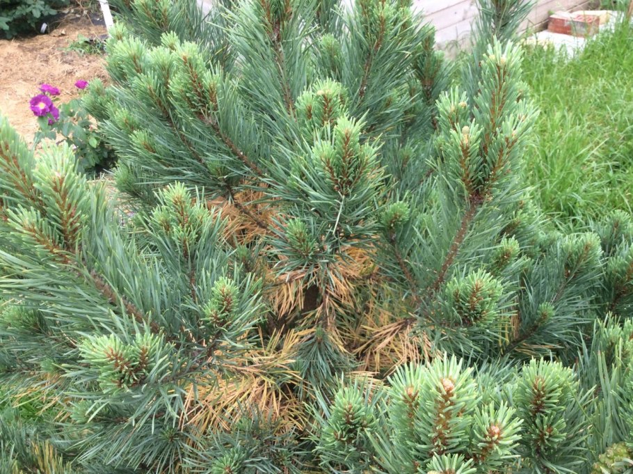 Шютте лиственницы