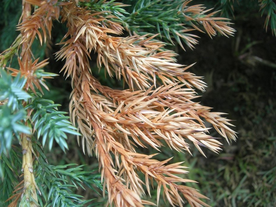 Шютте лиственницы